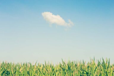 Captivating digital photo of a single slanted white cloud majestically hovering over a vibrant green maize field, with its sharp leafs that appear to be reaching towards the clear blue sky in bright afternoon sunlight. This minimalistic image is perfect for printing and will add a touch of natural beauty to any space.
