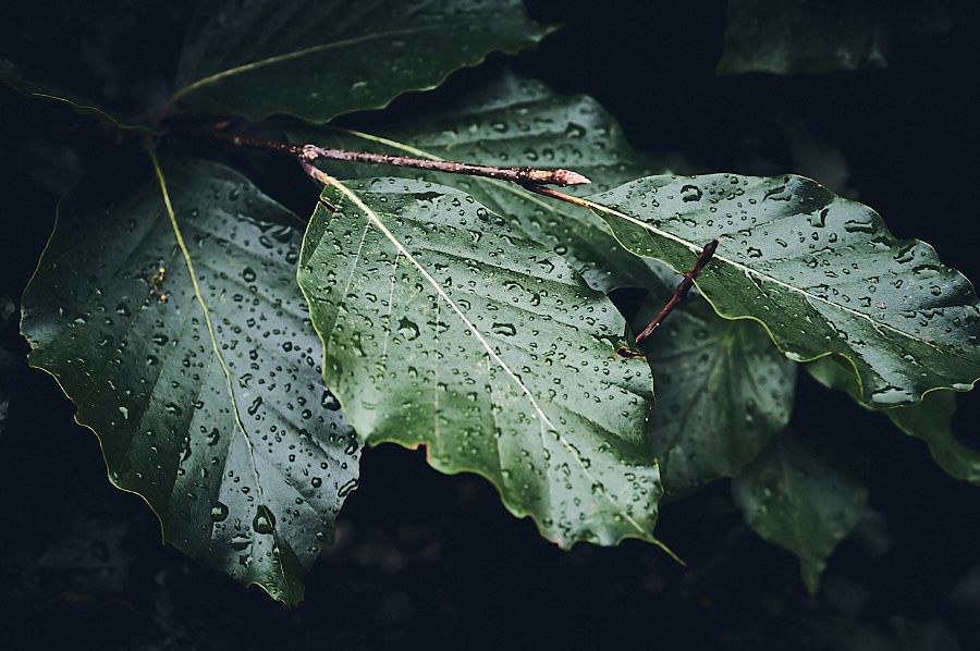 Raindrops on leaves 13