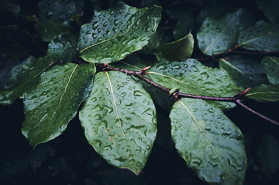 Raindrops on leaves 15