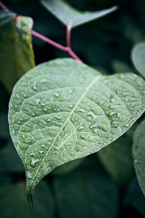 Raindrops on leaves 20