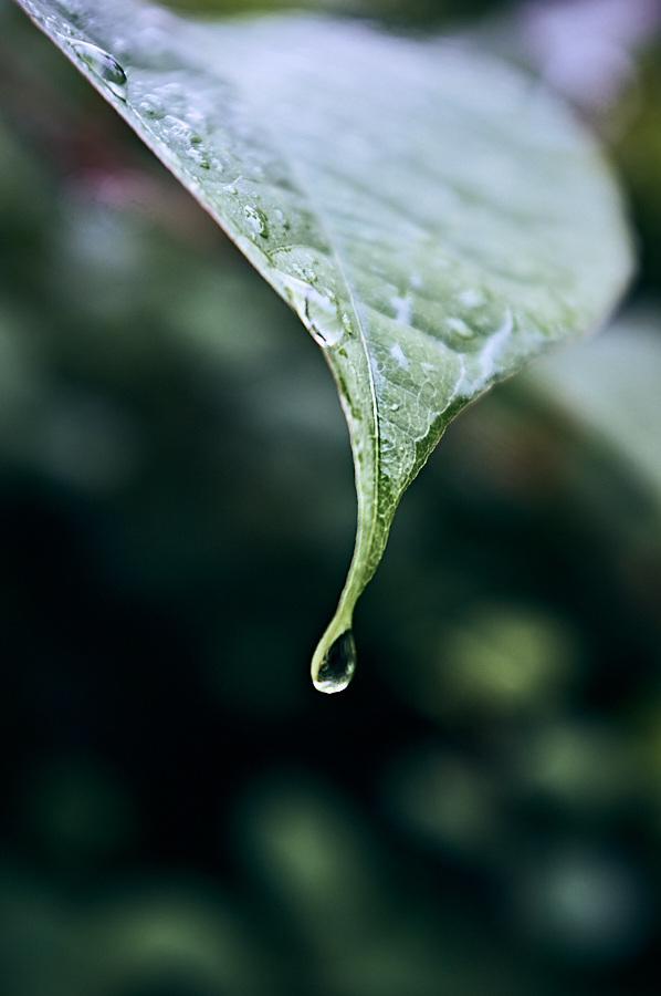 Raindrops on leaves 29