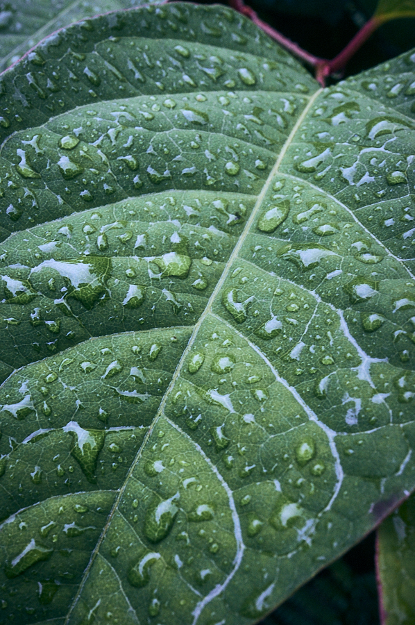 Raindrops on leaves 31