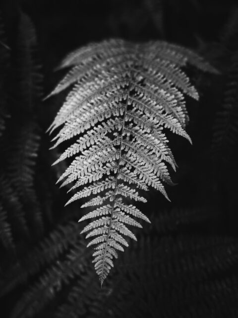 Leaves in black&white 3