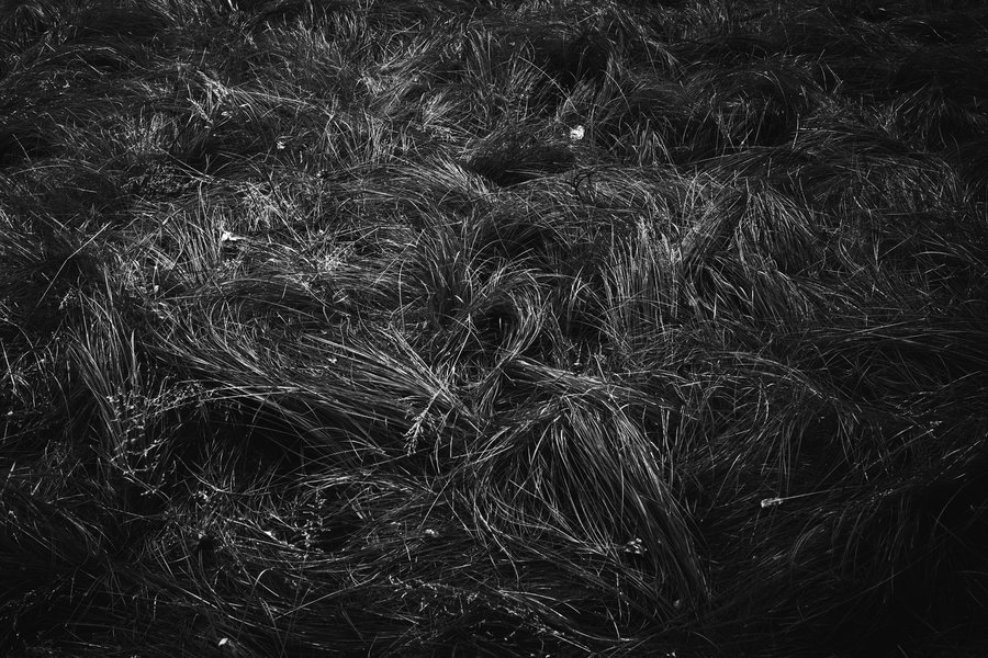 Messy grass in black&white