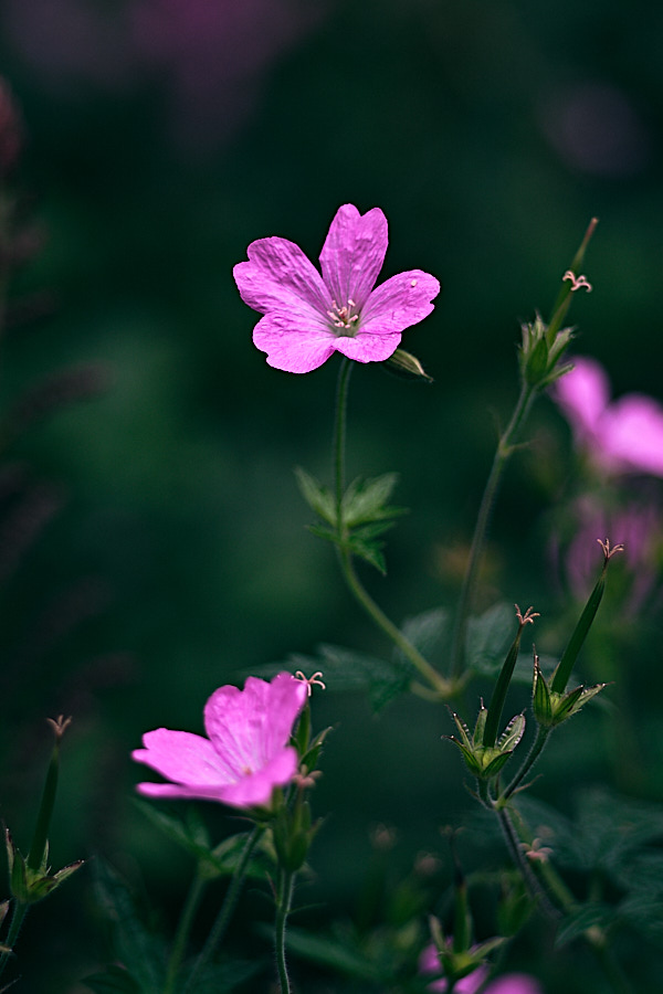 Little pink flower