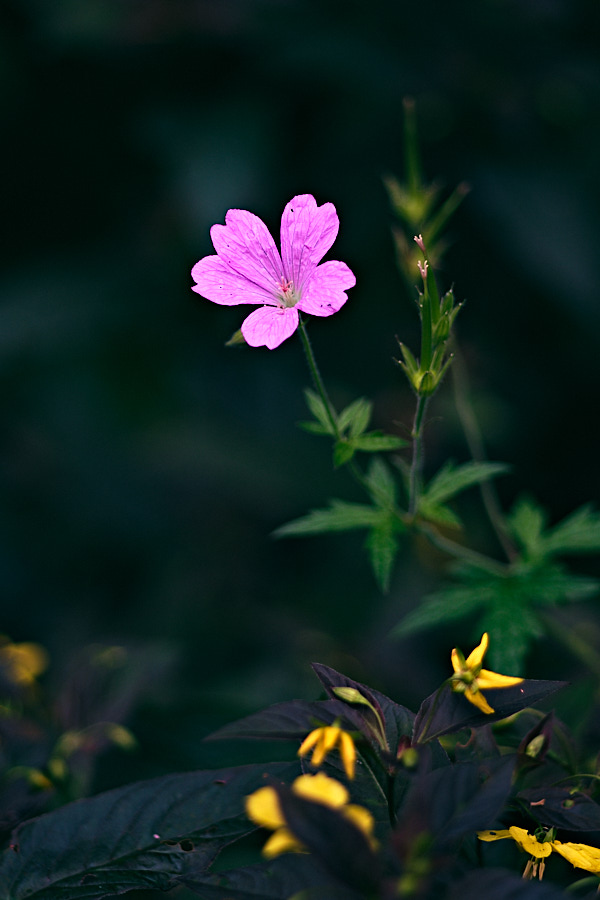 Little pink flower 3