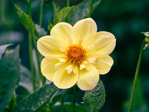 Big yellow flower