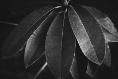 Captivating black and white photograph of leaves from a plant, featuring a striking contrast and interesting texture. The evening sunlight casts a glow from the side, adding depth and dimension to the image. Perfect for printing, this stunning photo captures the beauty of nature in a unique and captivating way.  Get this digital image in high resolution for print or other purposes.  All prices excluding VAT. You may be charged VAT depending on your region (if you are from the EU for example).
