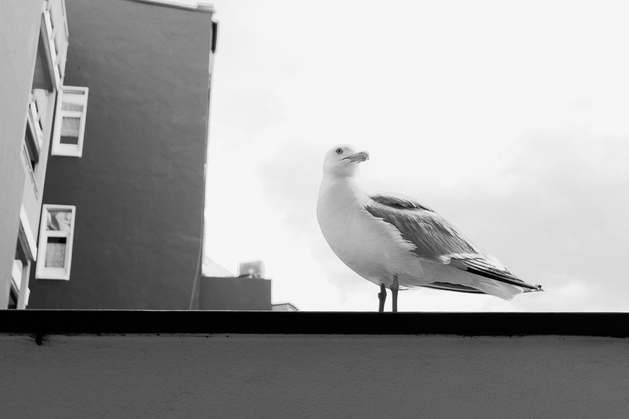 Seagull on a balcony